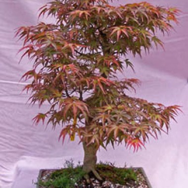 Acer Palmatum Seigen